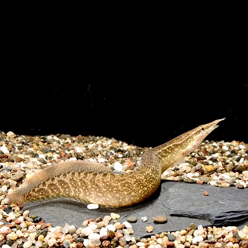 Mast.circumcinctus   Zigzag aal